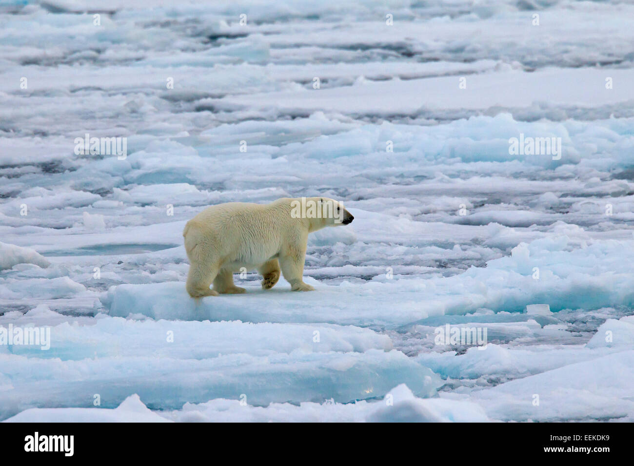 Eisbär (Ursus Maritimus / Thalarctos Maritimus) zu Fuß auf Packeis, Svalbard / Spitzbergen, Norwegen Stockfoto