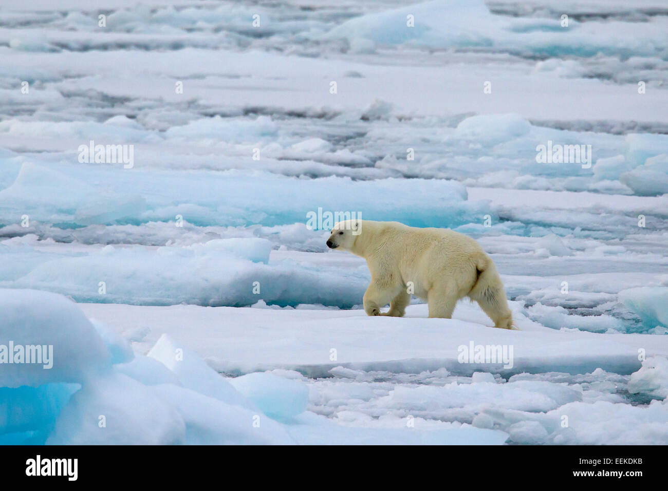 Eisbär (Ursus Maritimus / Thalarctos Maritimus) zu Fuß auf Packeis, Svalbard / Spitzbergen, Norwegen Stockfoto