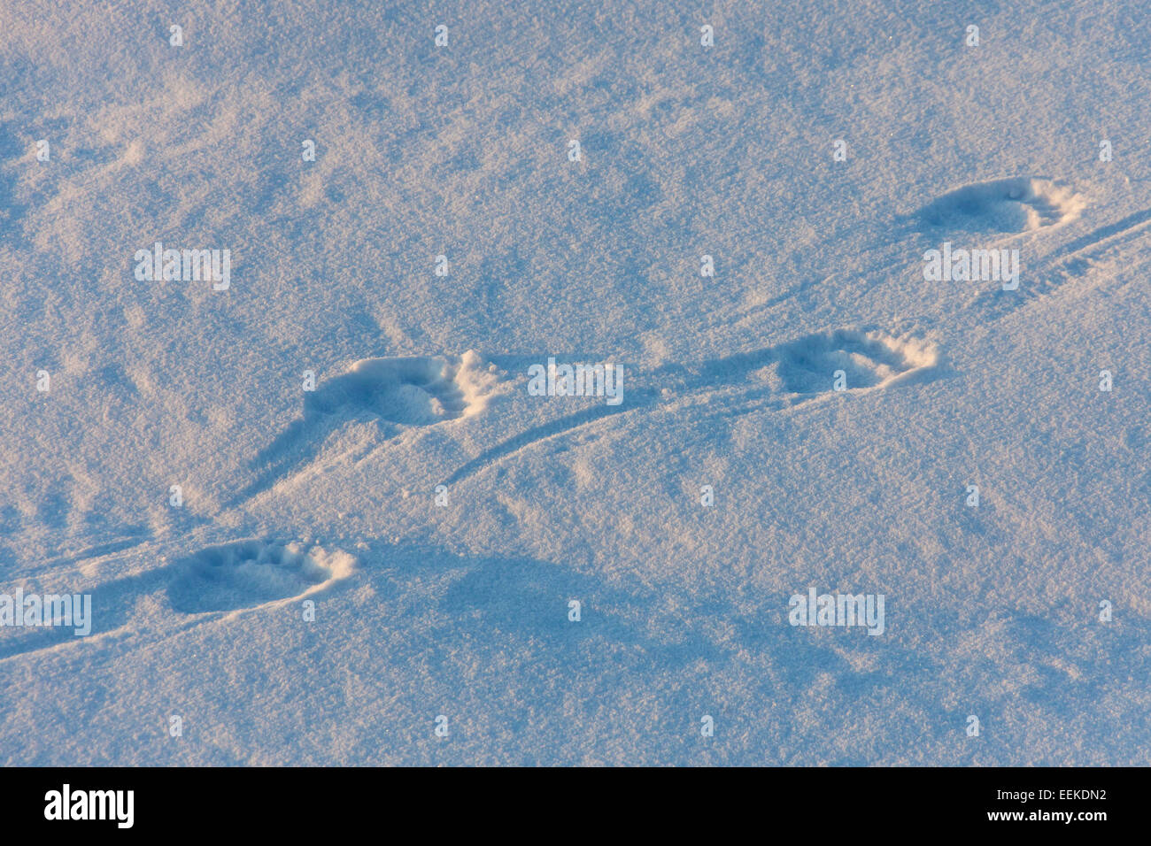 Eisbär (Ursus Maritimus / Thalarctos Maritimus) Spuren im Schnee, Spitzbergen, Norwegen Stockfoto