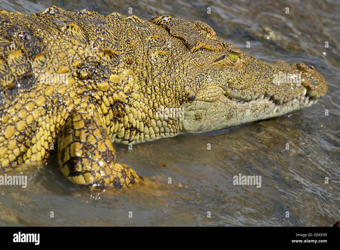 Eine junge Nilkrokodile, Crocodylus Niloticus, im Wasser im Serengeti Nationalpark, Tansania Stockfoto