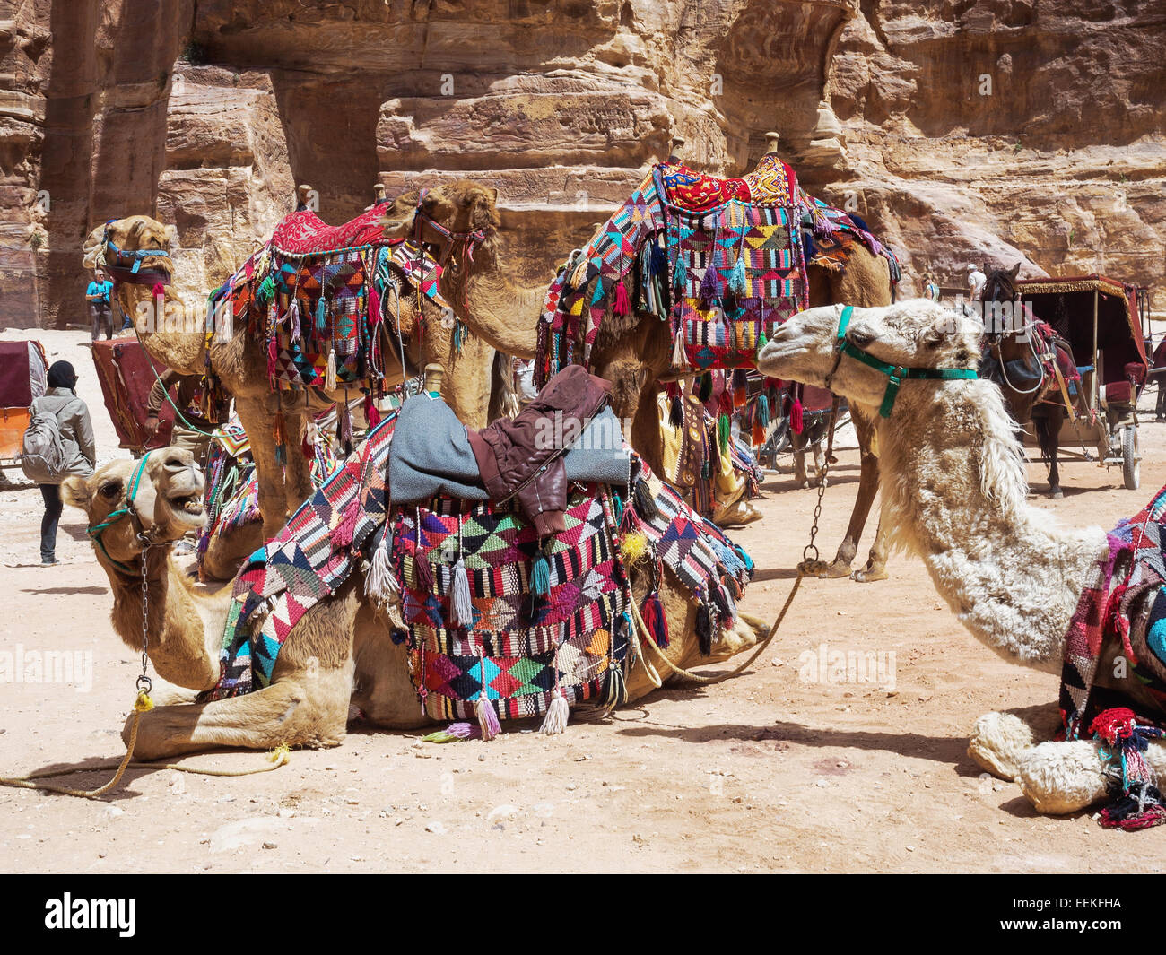 Kamele, die ruhen in Petra in Jordanien Stockfoto