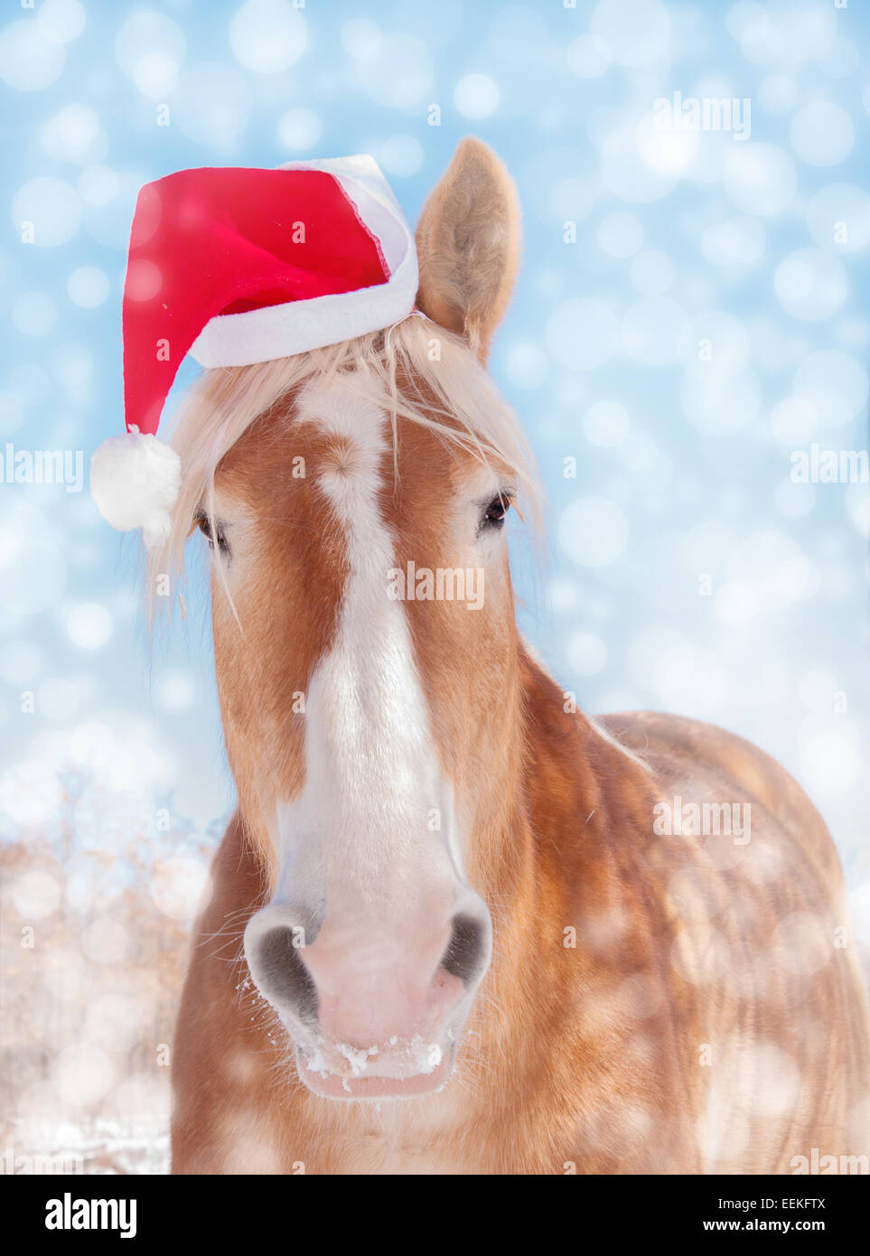 Verträumte Bild eines belgischen Entwurf des Pferdes mit Santa Hut, Blick direkt auf den Betrachter Stockfoto