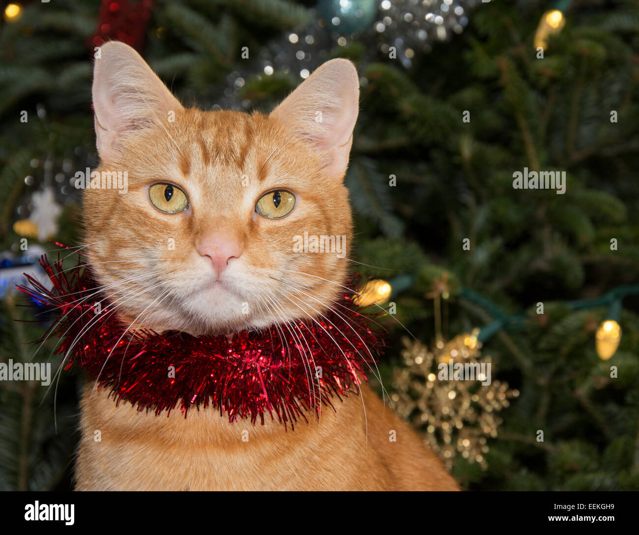 Katze mit lametta an -Fotos und -Bildmaterial in hoher Auflösung – Alamy