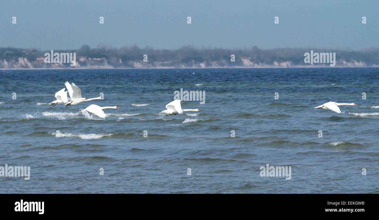 Schwäne auf der Ostsee Stockfoto