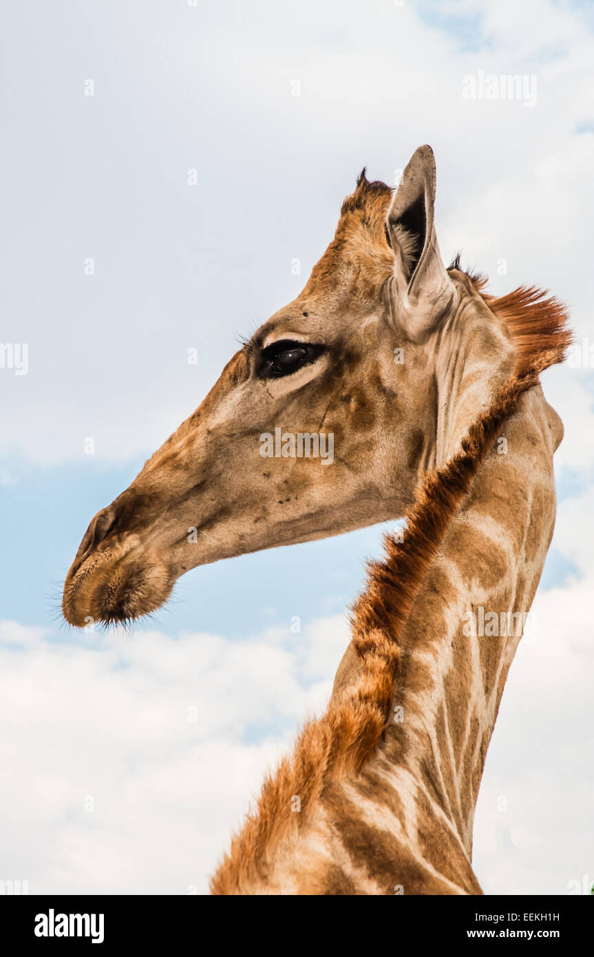 Nahaufnahme Foto von Hals und Gesicht einer Giraffe. Stockfoto