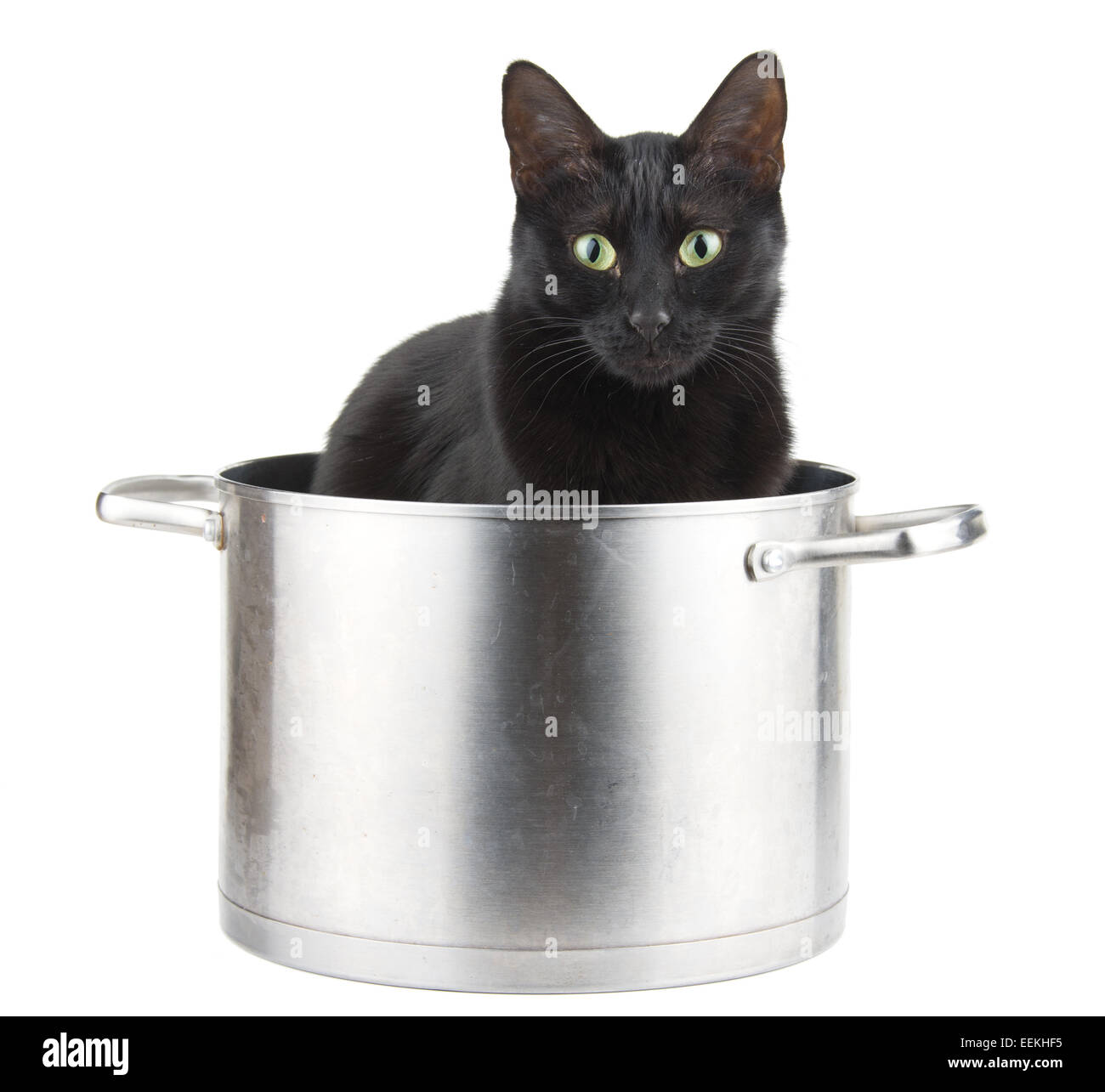 Katze im topf -Fotos und -Bildmaterial in hoher Auflösung – Alamy