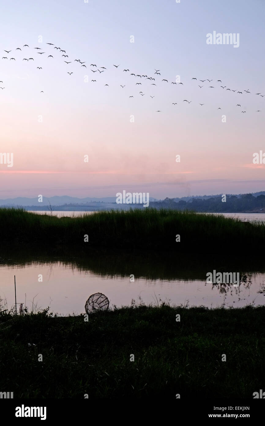 Schwarm Vögel über den Mekong in Chiang Khan in der Provinz Loei Nordosten Thailand fliegen, an der Grenze zu Laos Stockfoto