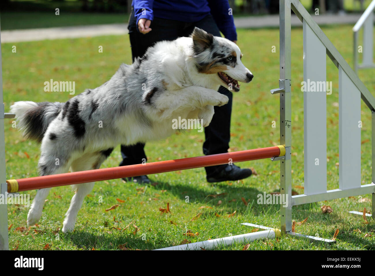 Hund, springen über ein Hindernis Bar während des Wettkampfes Stockfoto