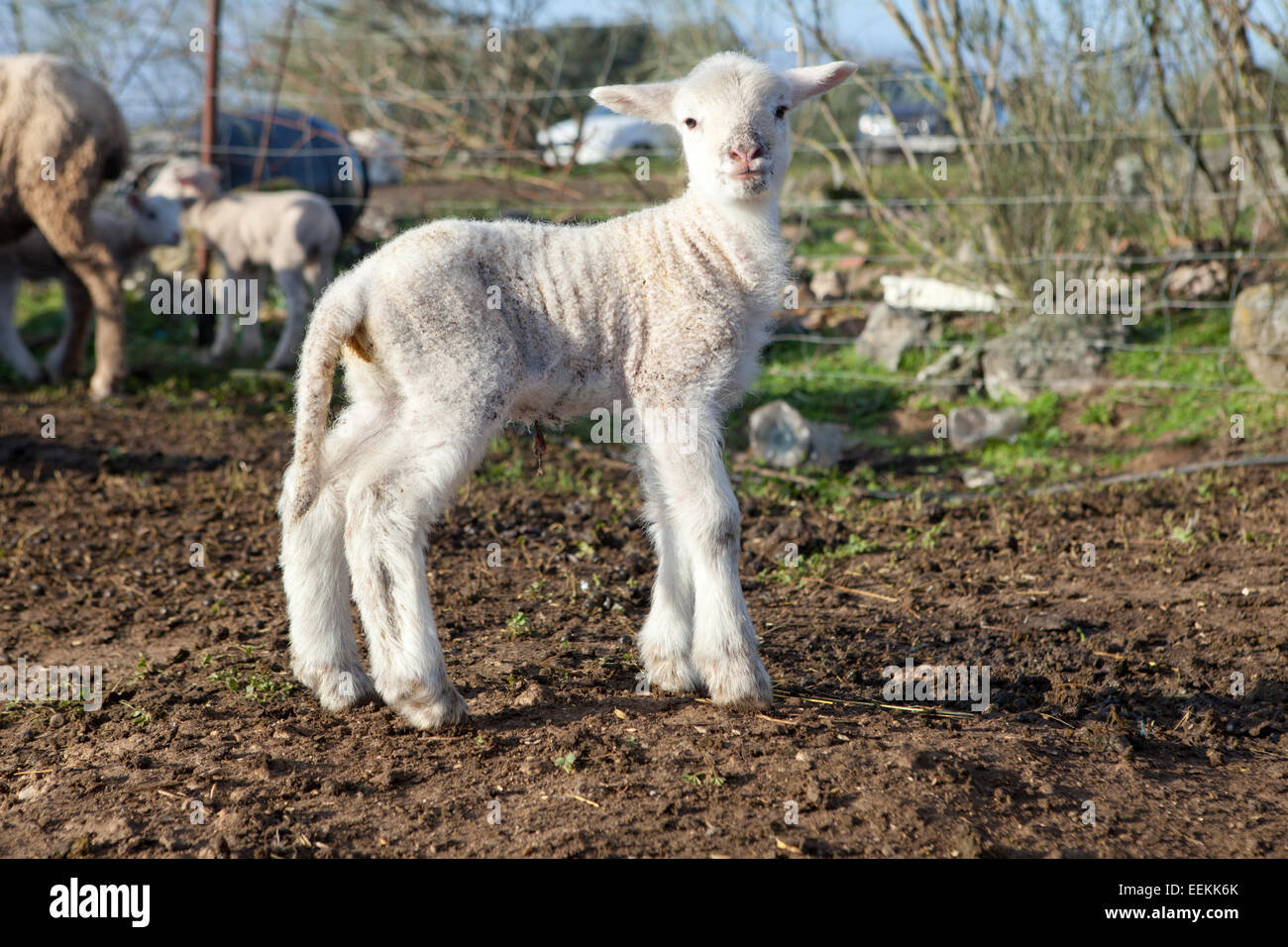 Ein Winter junges Lamm laufen und spielen auf Dehesa-Landschaft Stockfoto