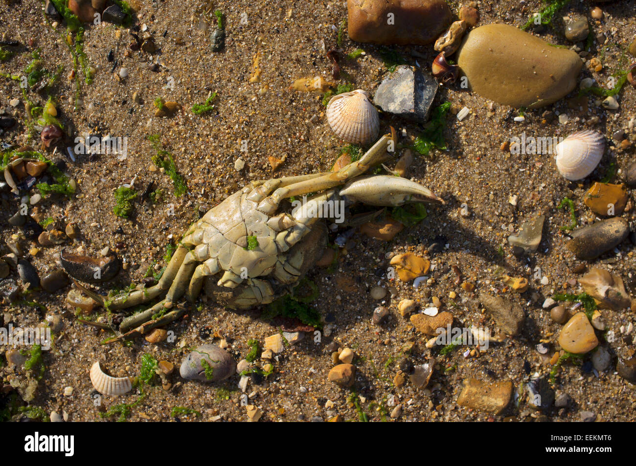 Leere Carapax Ufer Krabben am Strand Stockfoto