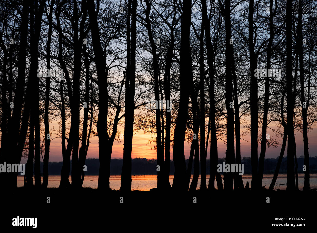 die untergehende Sonne durch Bäume auf Lough Neagh Nordirland Stockfoto