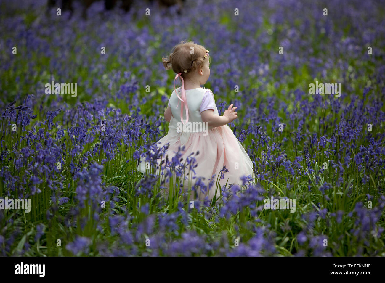 Junges Mädchen in einem Holz voller Glockenblumen in England. Stockfoto