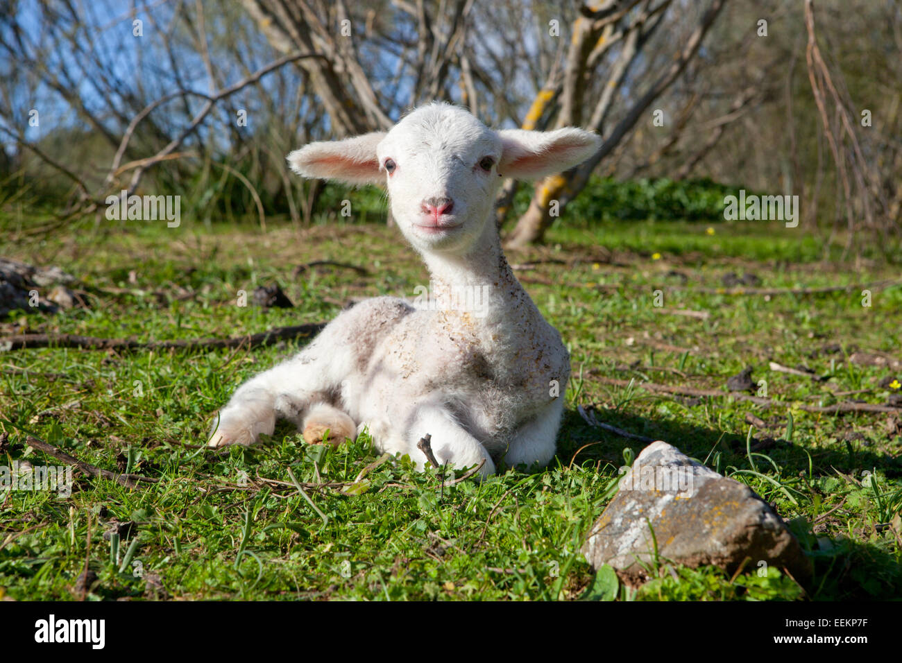 Ein Winter junges Lamm laufen und spielen auf Dehesa-Landschaft Stockfoto