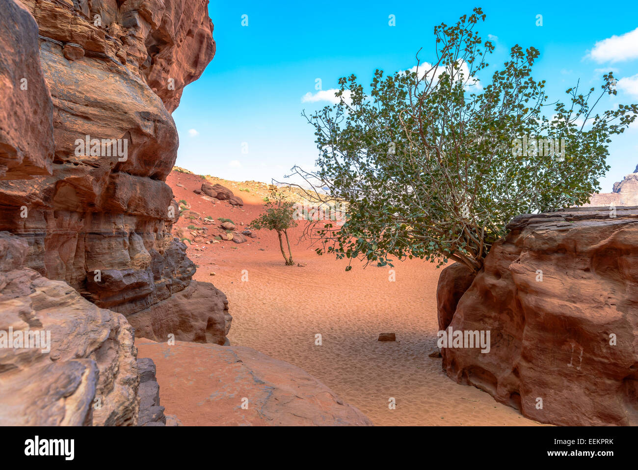 Baum aus Felsen in der Wüste Wadi Rum, Jordanien Stockfoto