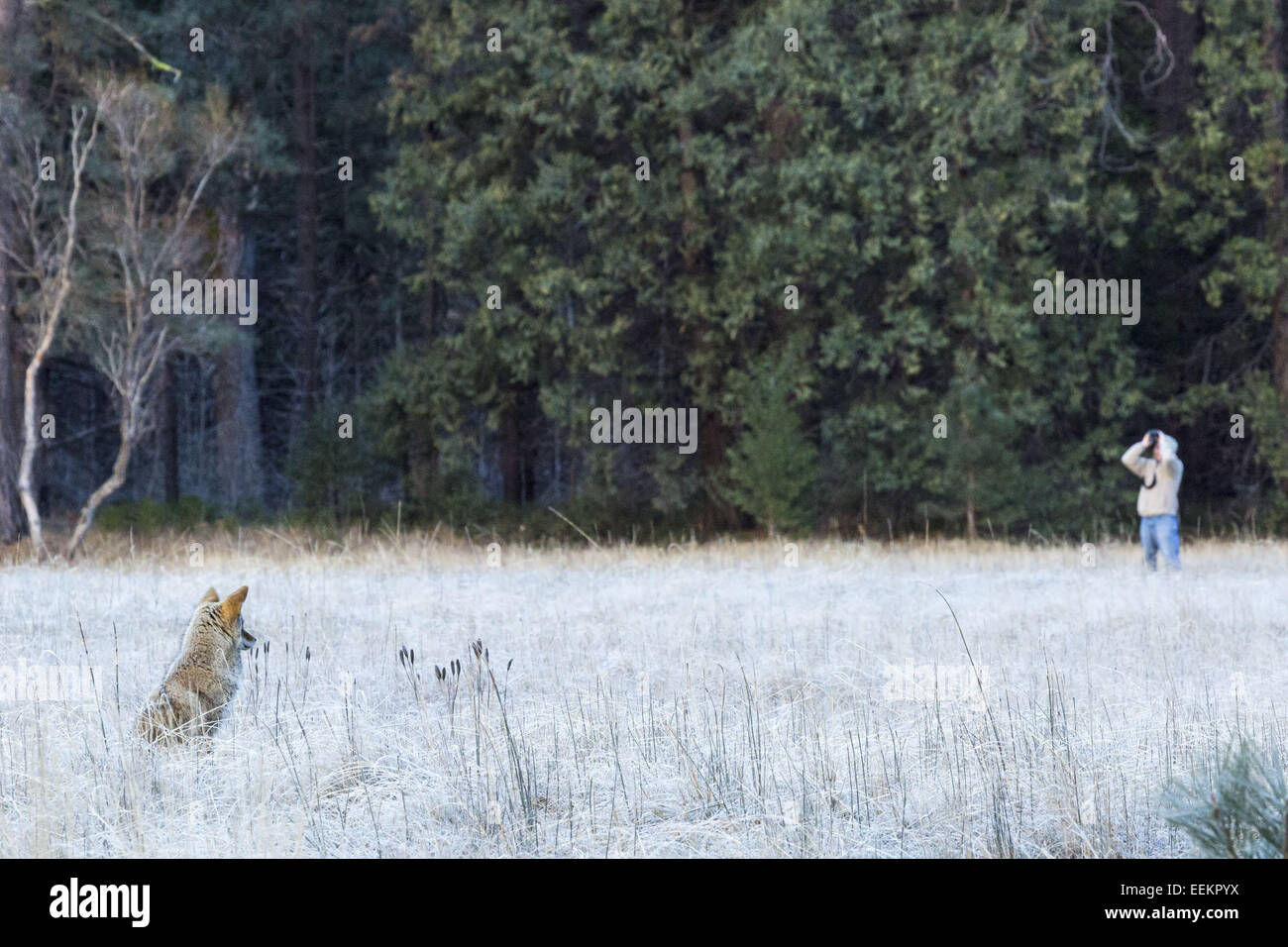 Yosemite Nationalpark, Kalifornien, USA. 19. Januar 2015. Mittwoch, 14. Januar, beobachtet 2015.On einem frostigen Morgen im El Cap Wiese im Yosemite National Park, ein Kojote einen Mann am El Capitan (El Cap) durch ein Fernglas. Zuschauer kamen um Tommy Caldwell und Kevin Jorgeson füllen Sie ihre freie Begehung der Dawn Wall zu beobachten. © Tracy Barbutes/ZUMA Draht/Alamy Live-Nachrichten Stockfoto