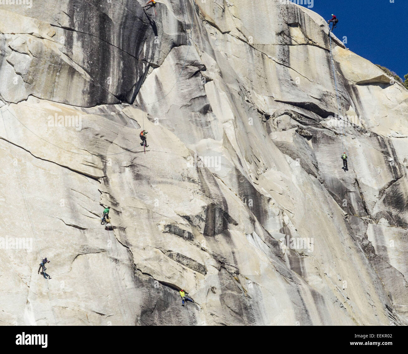 Yosemite Nationalpark, Kalifornien, USA. 19. Januar 2015. Mittwoch, den 14. Januar 2015.TOMMY CALDWELL (unten gelb Hemd) arbeitet sich durch einen schwierigen Umzug während seinem Kletterpartner, KEVIN JORGESON (Center-grün Hemd) Uhren, als die zwei Männer versucht Aufstieg kostenlos Dawn Wall am El Capitan (El Cap) im Yosemite National Park, Kalifornien. Mehrere Kameraleute dokumentieren des Kletterers endgültige Stellplätze auf dieser historischen Aufstieg. © Tracy Barbutes/ZUMA Draht/Alamy Live-Nachrichten Stockfoto