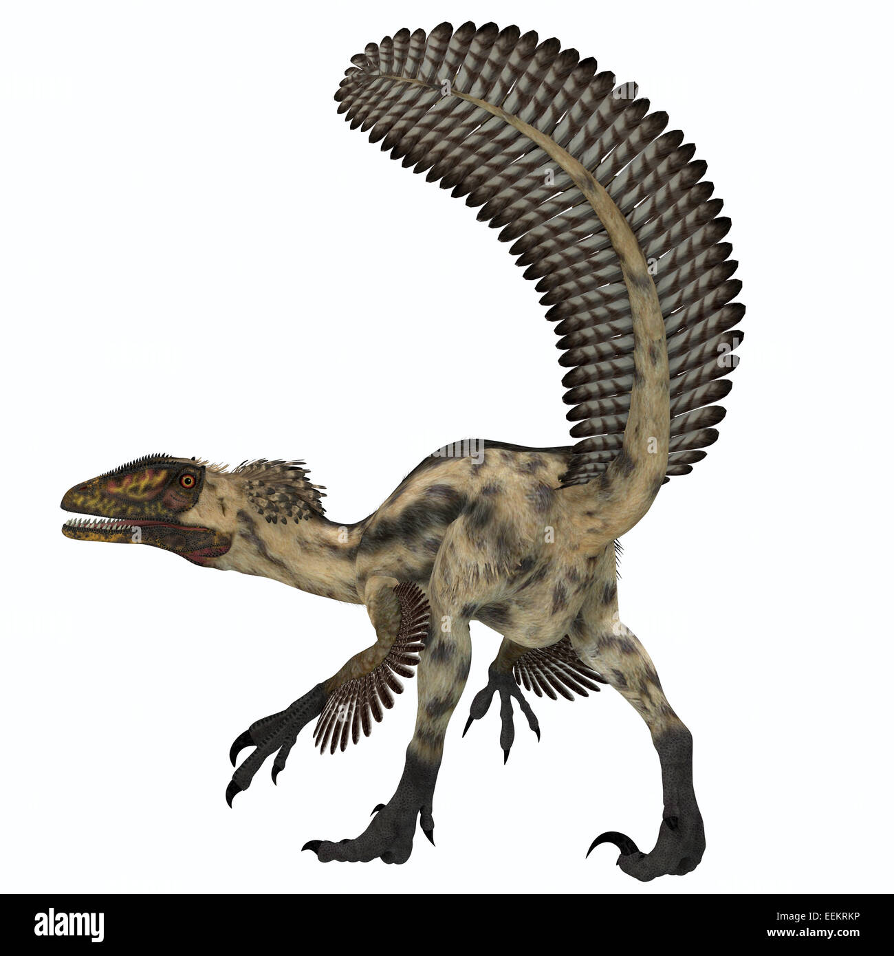 Deinonychus war einem fleischfressenden Theropoden, die in der Kreidezeit Zeit Nordamerika lebten. Stockfoto