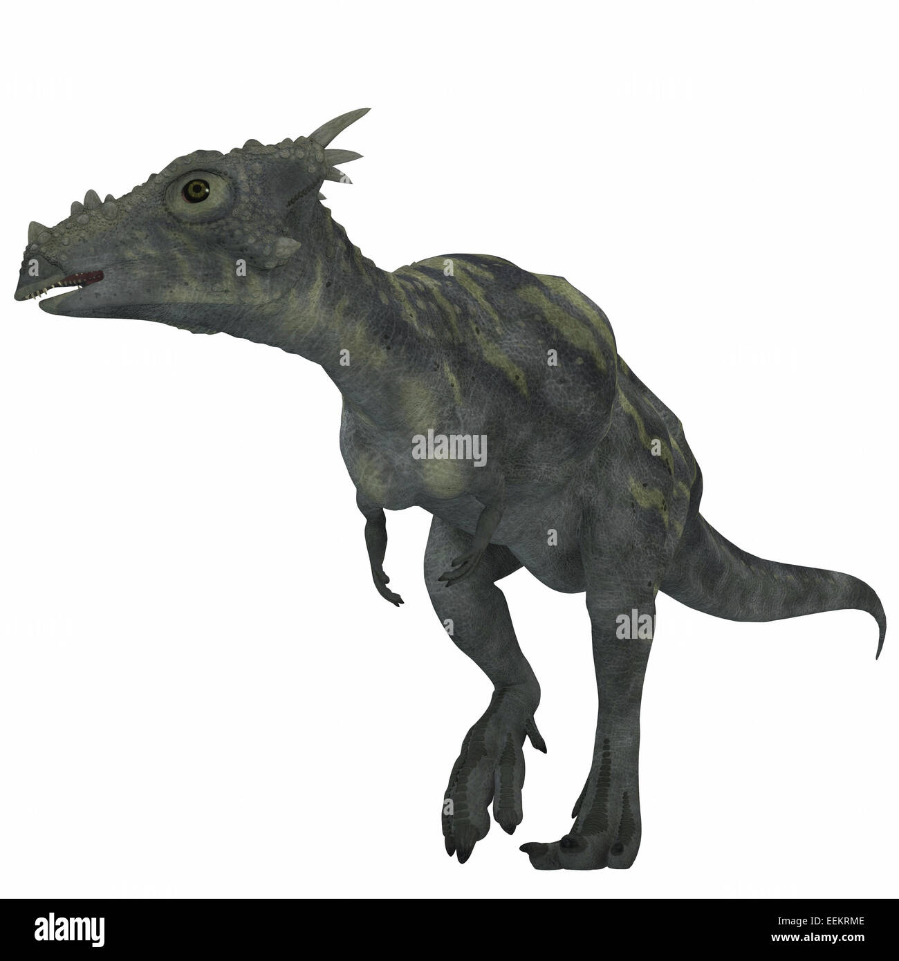 Dracorex war ein pflanzenfressender Dinosaurier und lebte in der Kreidezeit Zeitraum of North America. Stockfoto