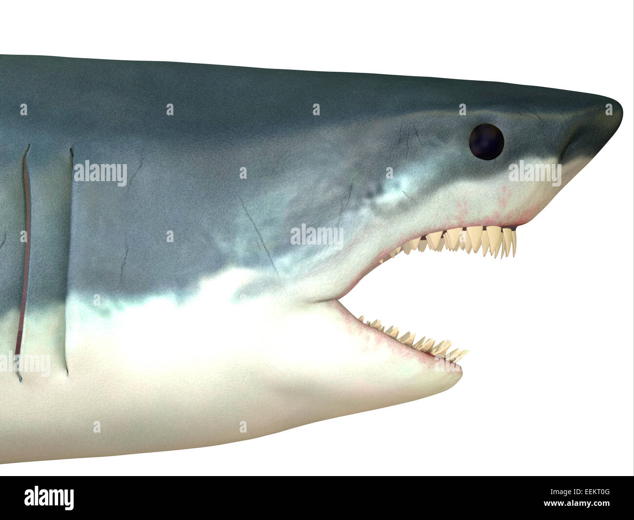 Der weiße Hai ist in den Küstengewässern von allen großen Ozeanen gefunden und auf 70 Jahre leben können. Stockfoto