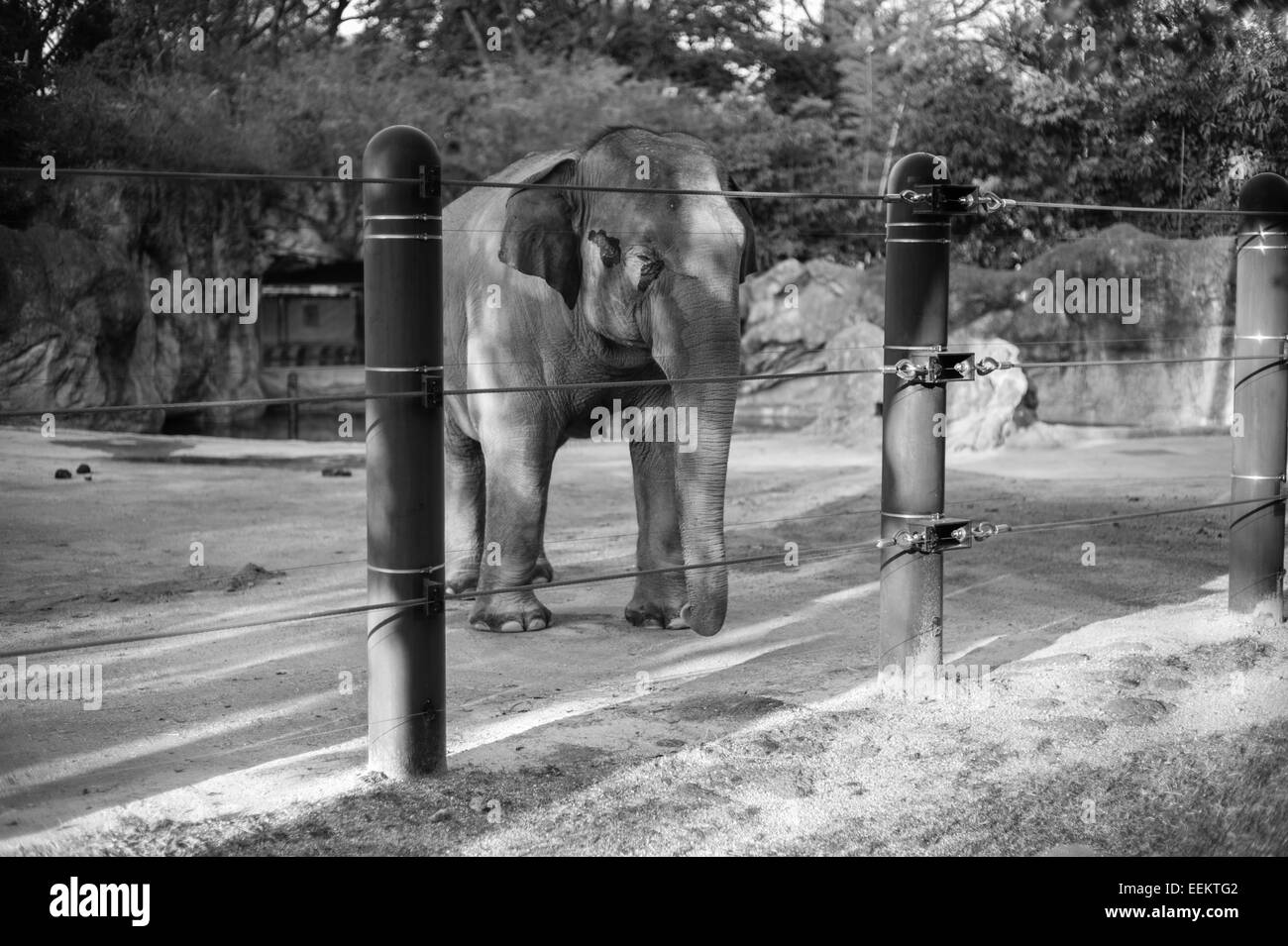 Indische Elefanten Uhren Besucher im Ueno Zoo, Japan Stockfoto