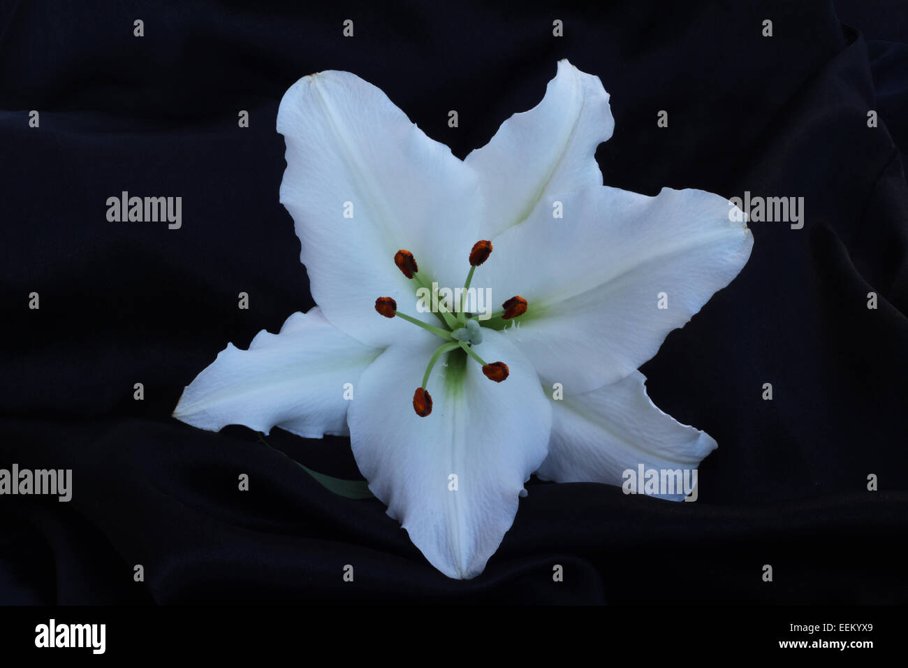 Eine Lilie Blume Makro Nahaufnahme auf schwarzer Seide Stockfoto