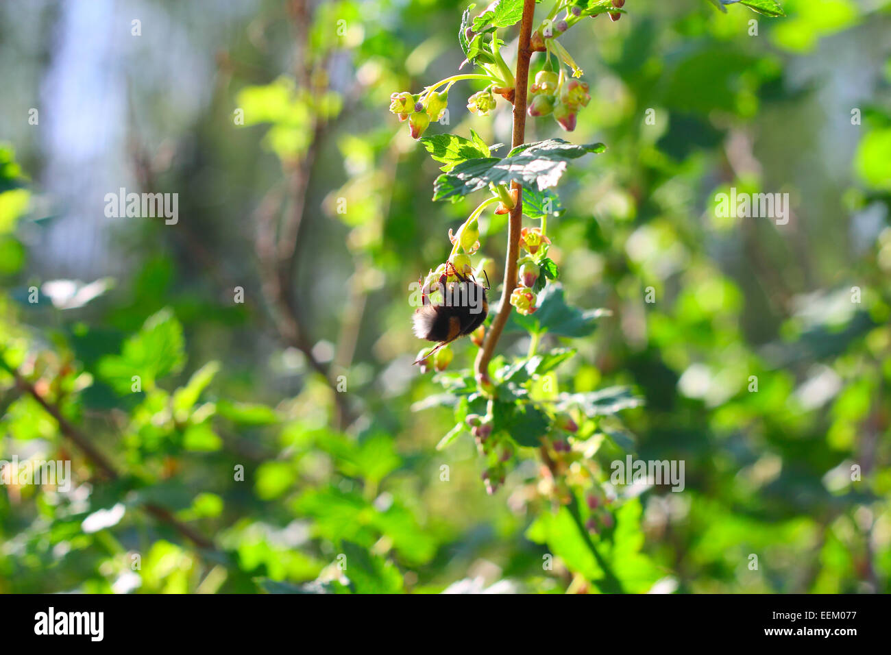 Große Biene auf Frühjahr blühende Johannisbeerstrauch Stockfoto