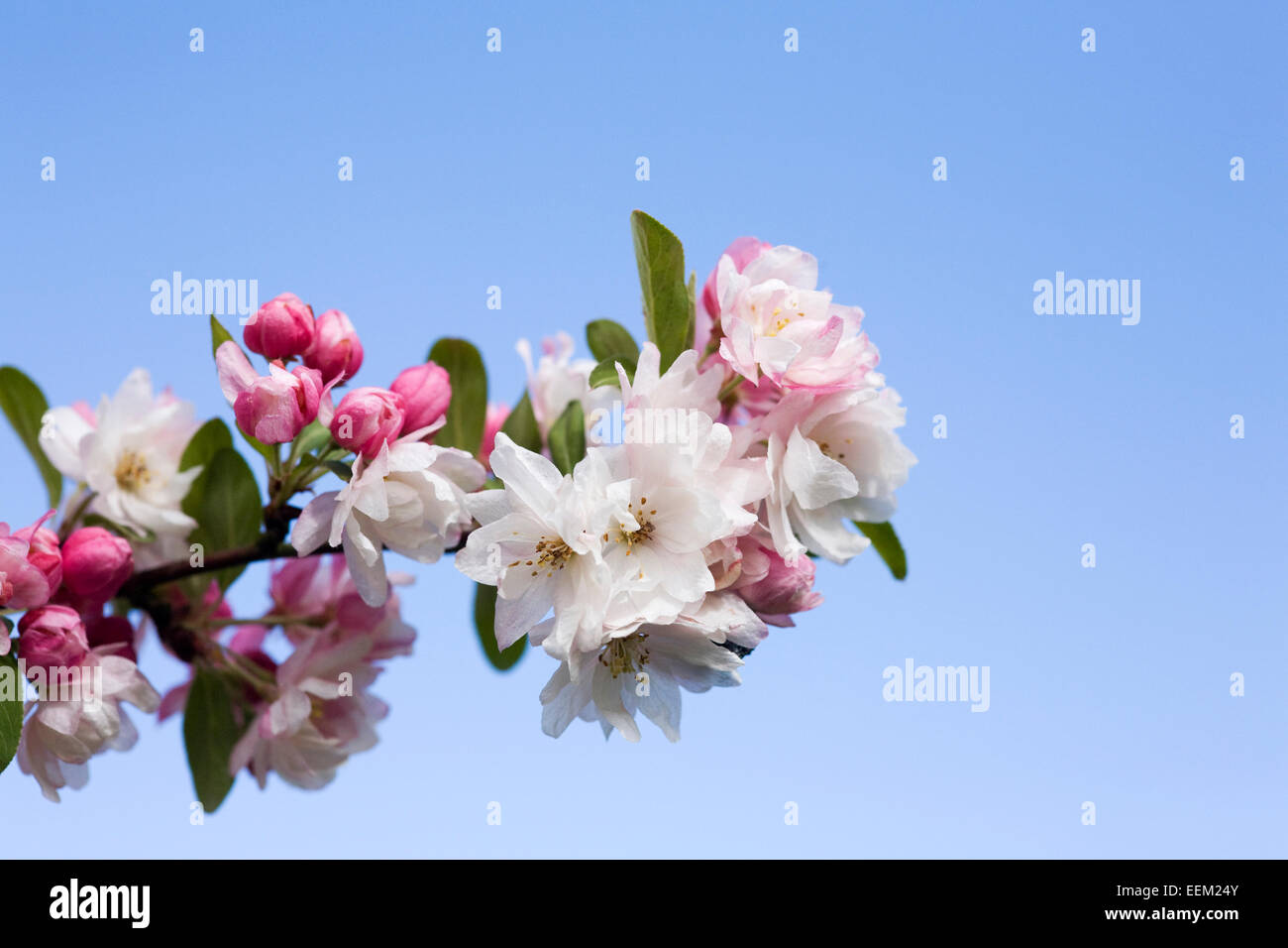 Blüte vor blauem Himmel. Stockfoto