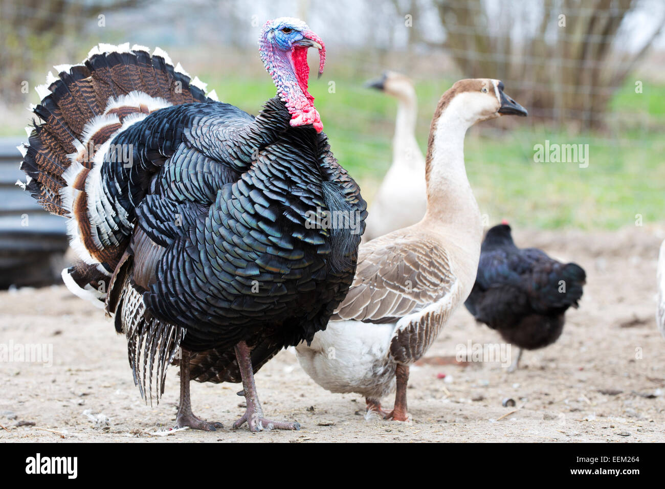 Türkei auf dem Bauernhof Stockfoto
