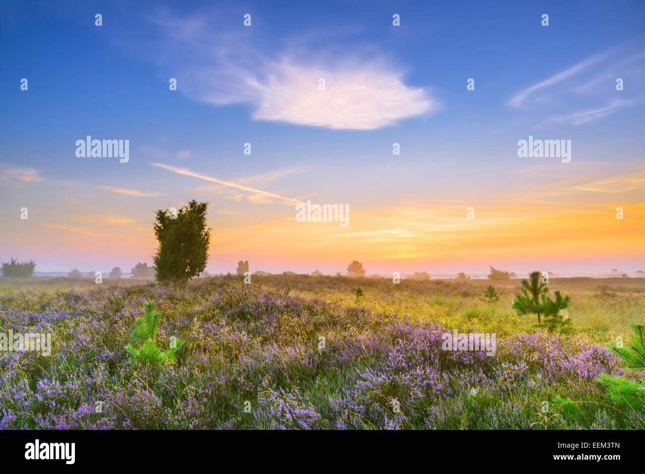 Heidelandschaft, Lüneburg Heath, in der Nähe von Undeloh, Niedersachsen, Deutschland Stockfoto