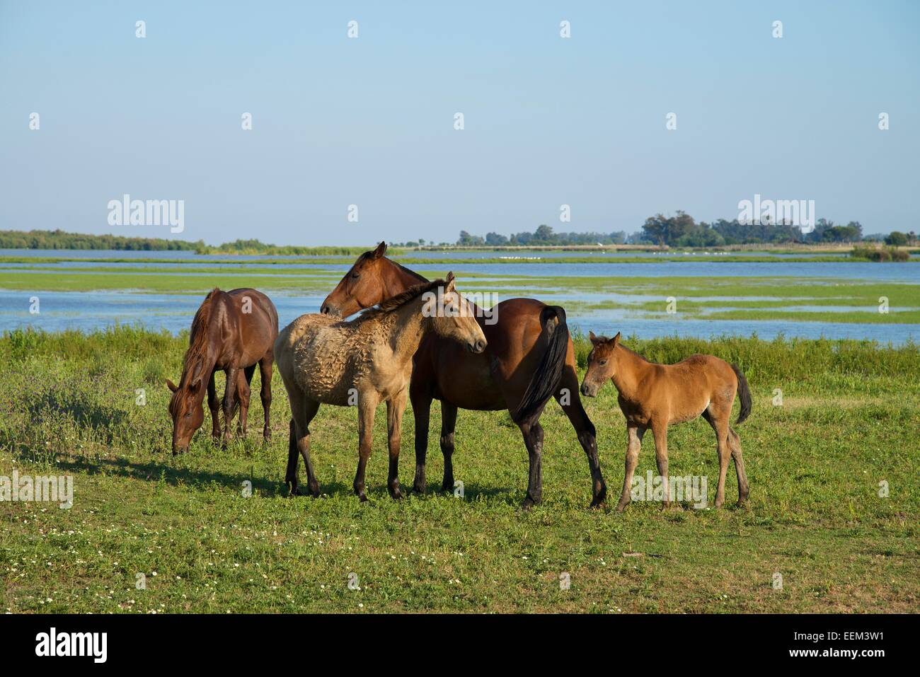 Wilde Pferde in El Rocio, Nationalpark Doñana, El Rocio, Costa de la Luz, Andalusien, Spanien Stockfoto