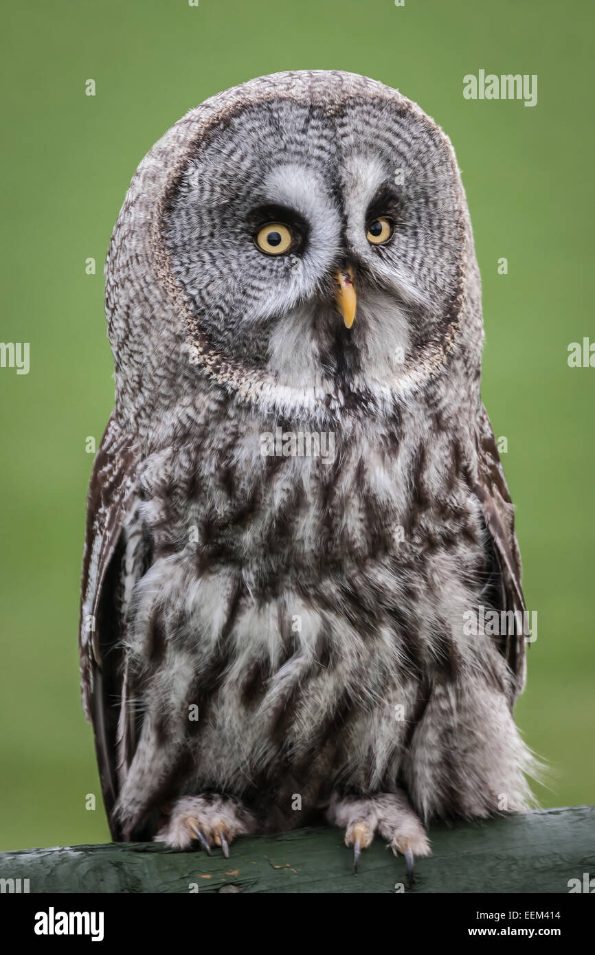 Porträt von einem grauen Bartkauz thront und starrte nach vorne schließen Stockfoto
