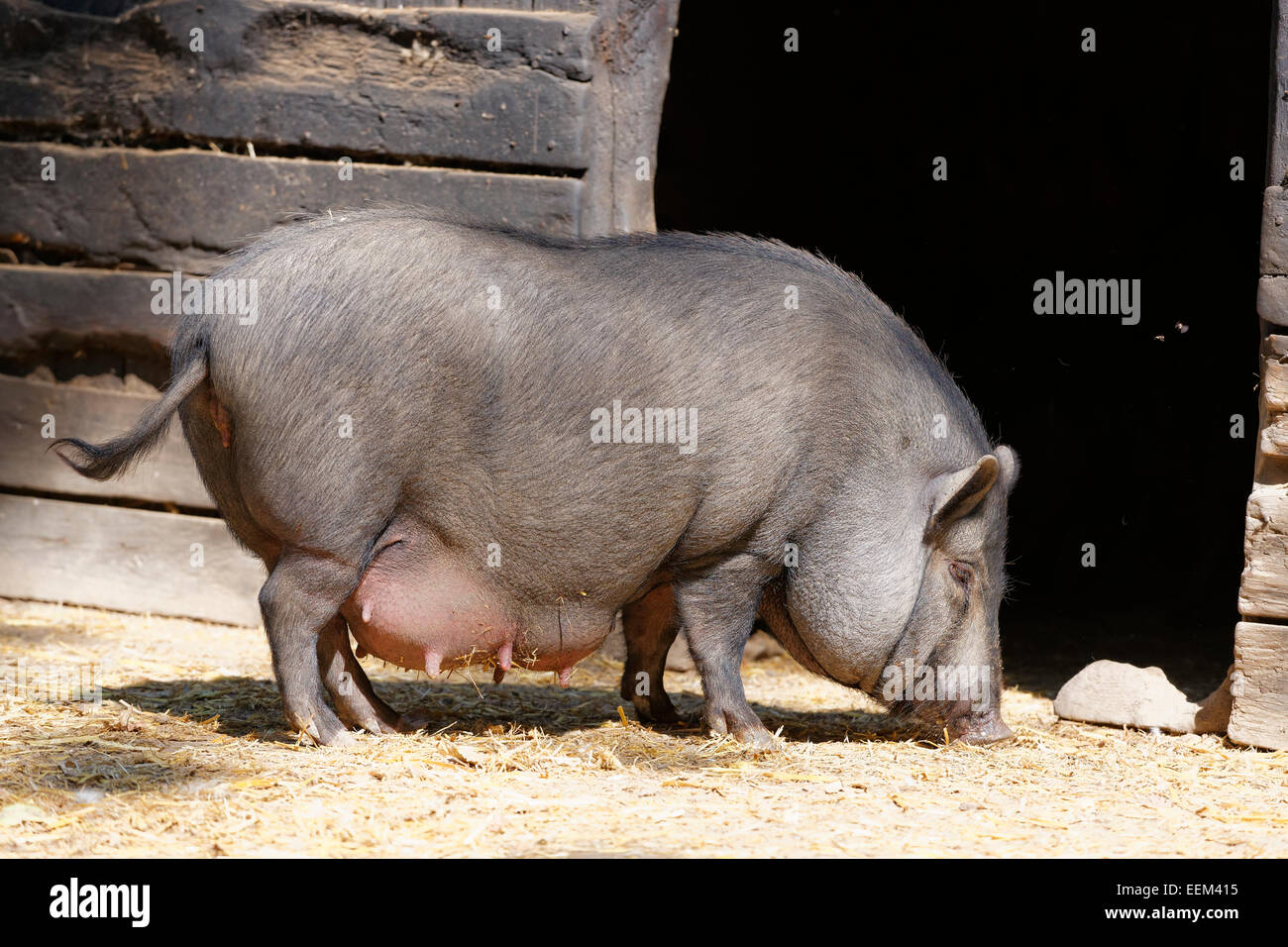 Vietnamesische Potbelly Pig, Steppentierpark Pamhagen Zoo, nördlichen Burgenland, Seewinkel, Burgenland, Österreich Stockfoto