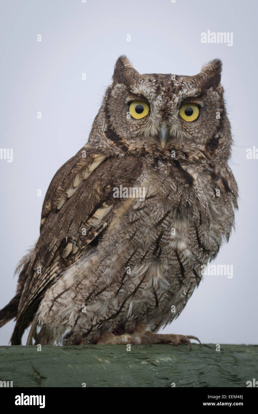 Porträt einer westlichen Käuzchen Megascops thront und starrte nach vorne schließen Stockfoto