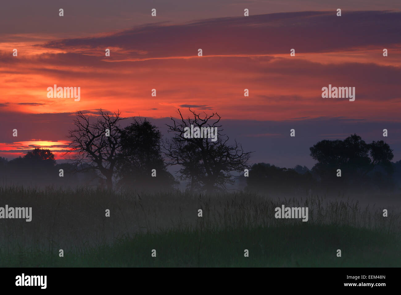 Am frühen Morgen bei Sonnenaufgang, Nebel in den Auen, mittlere Elbe-Biosphärenreservat, Dessau-Roßlau, Sachsen-Anhalt, Deutschland Stockfoto