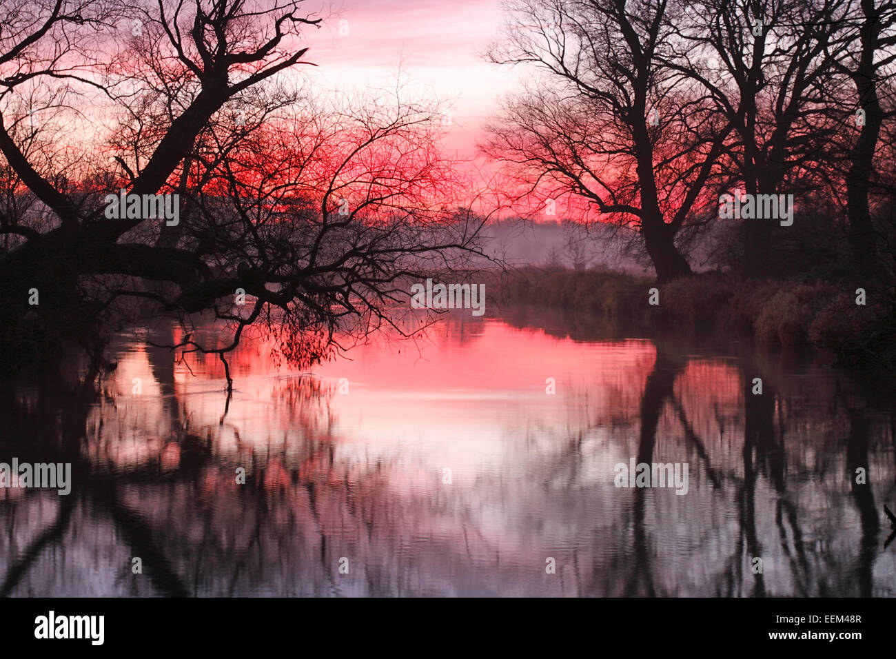 Am frühen Morgen bei Sonnenaufgang, in der Aue, mittlere Elbe-Biosphärenreservat, Dessau-Roßlau, Sachsen-Anhalt, Deutschland Stockfoto