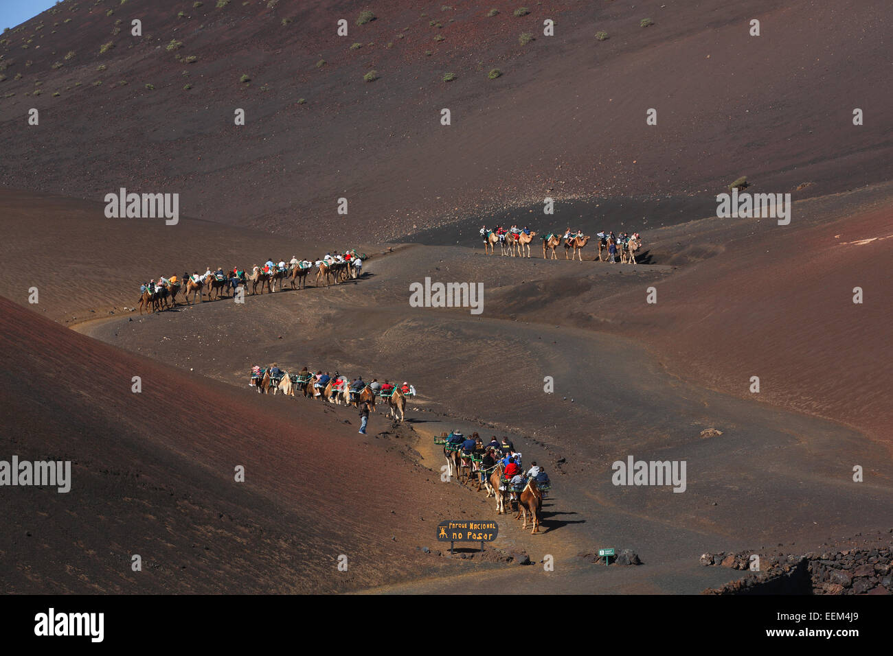 Kamele, Kamel Karawane für Touristen, Nationalpark Timanfaya, Montañas del Fuego, die Feuerberge, Vulkanlandschaft, Lanzarote Stockfoto