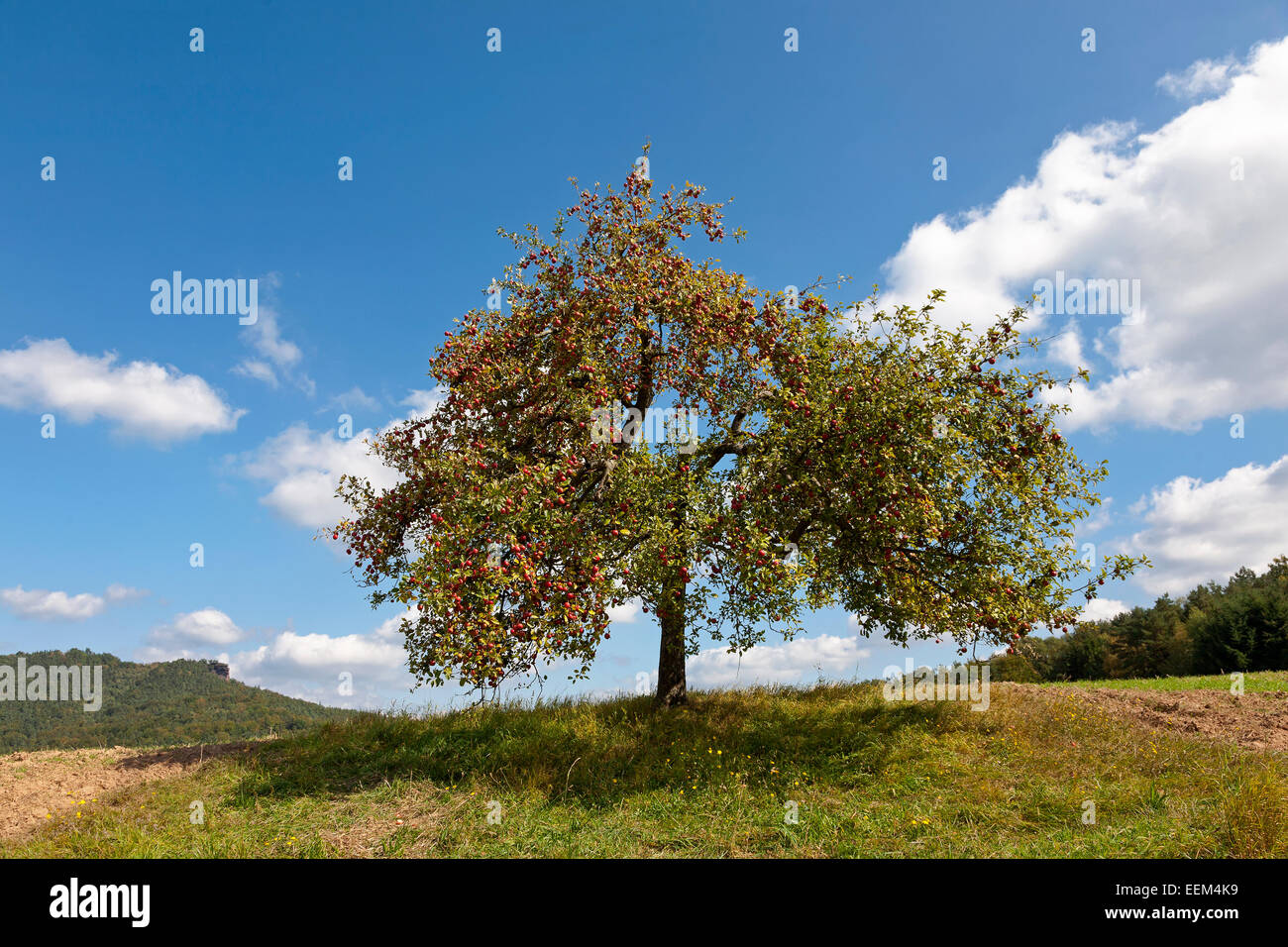 Apfelbaum im Herbst mit reifen Äpfeln, Wasgau, Pfalz, RheinlandPfalz