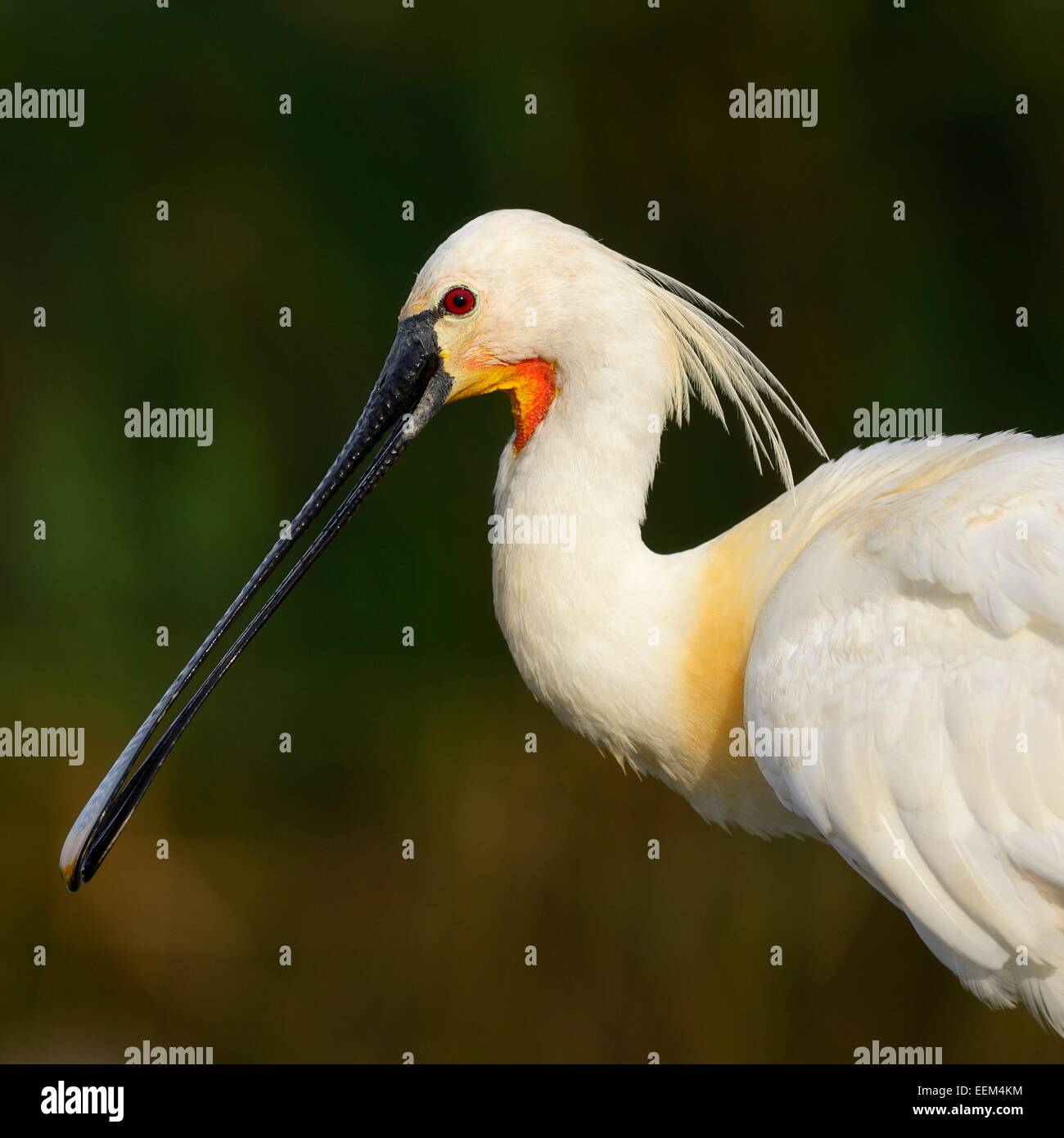 Eurasische Löffler oder gemeinsame Löffler (Platalea Leucorodia), Erwachsener, Nationalpark Kiskunság, südöstliche Ungarn, Ungarn Stockfoto