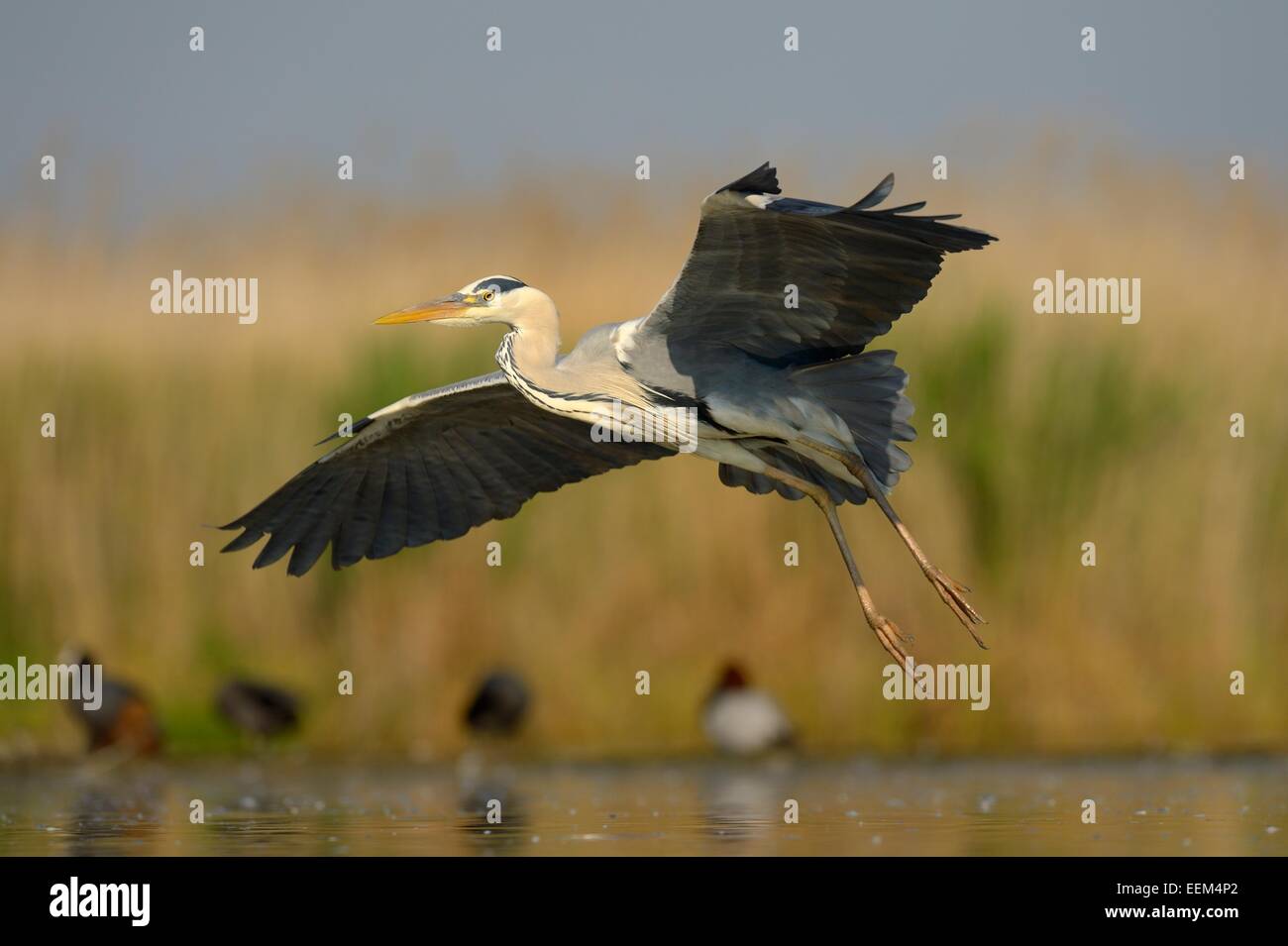 Graureiher (Ardea Cinerea), Erwachsenen Vogel im Flug, Nationalpark Kiskunság, südöstliche Ungarn, Ungarn Stockfoto