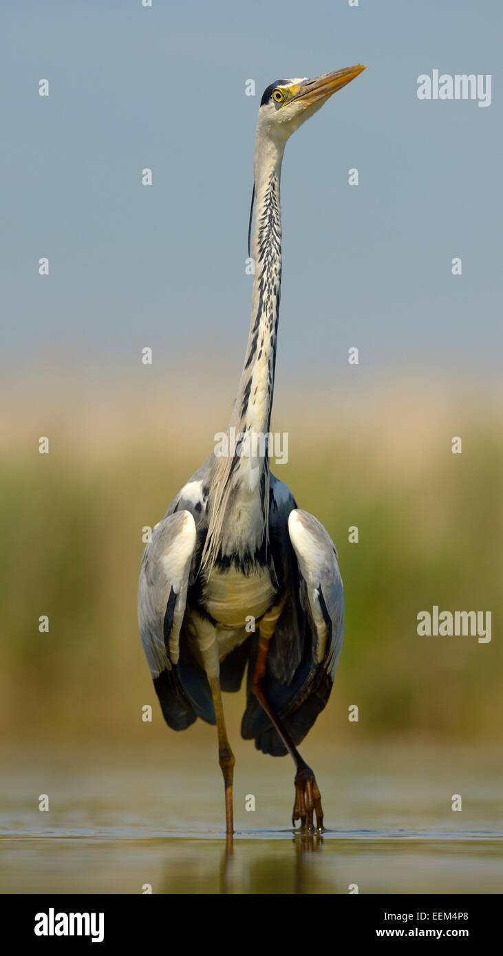 Graureiher (Ardea Cinerea), Altvogel anzeigen, Nationalpark Kiskunság, südöstliche Ungarn, Ungarn Stockfoto