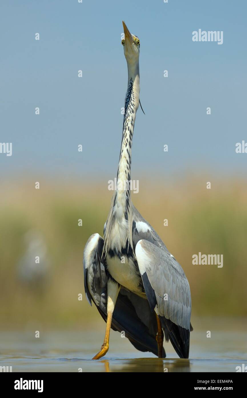 Graureiher (Ardea Cinerea), Altvogel anzeigen, Nationalpark Kiskunság, südöstliche Ungarn, Ungarn Stockfoto