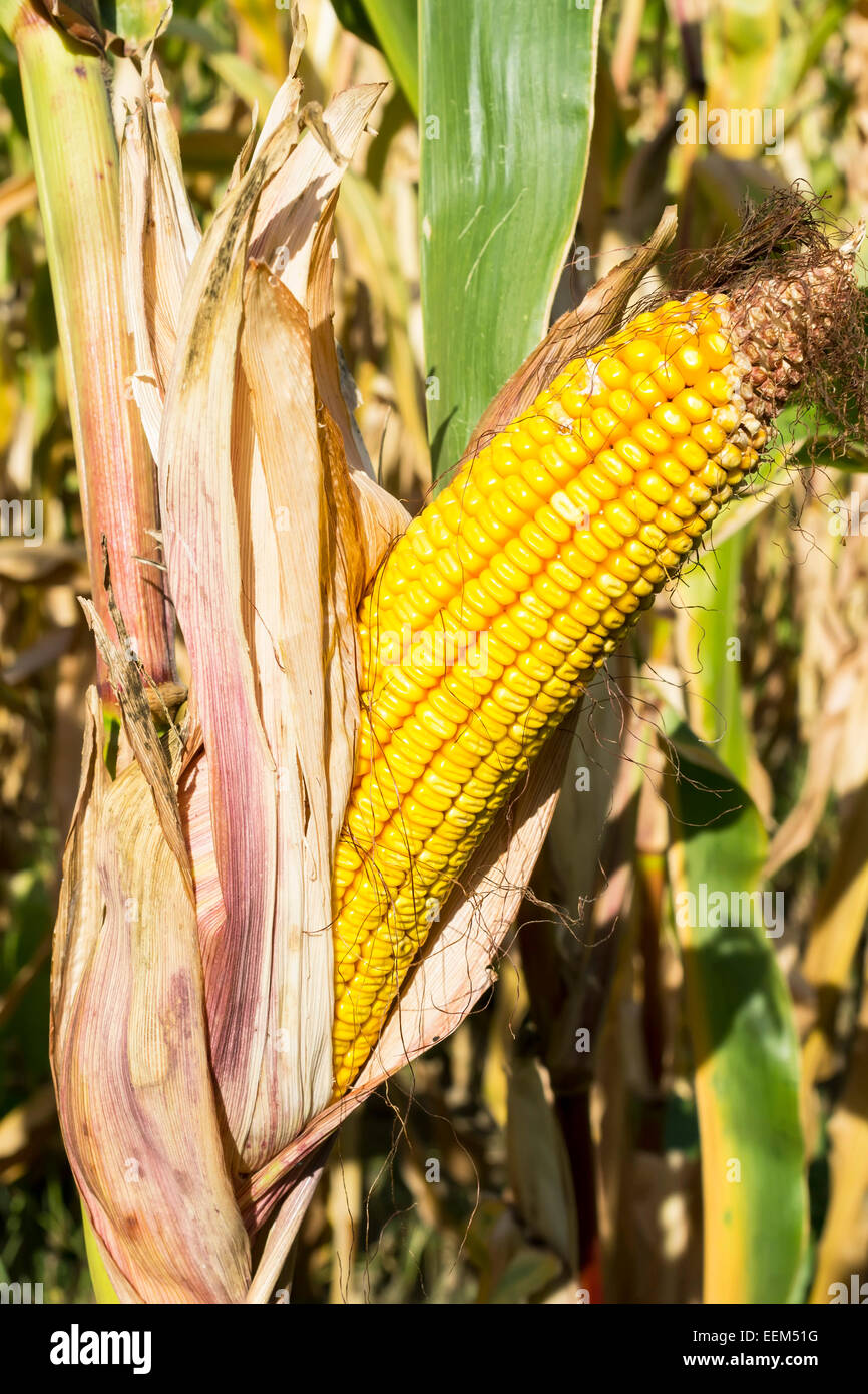 Reifer Mais Ohr auf einem Stiel eine Mais-Ernte reif für die Ernte  Stockfotografie - Alamy