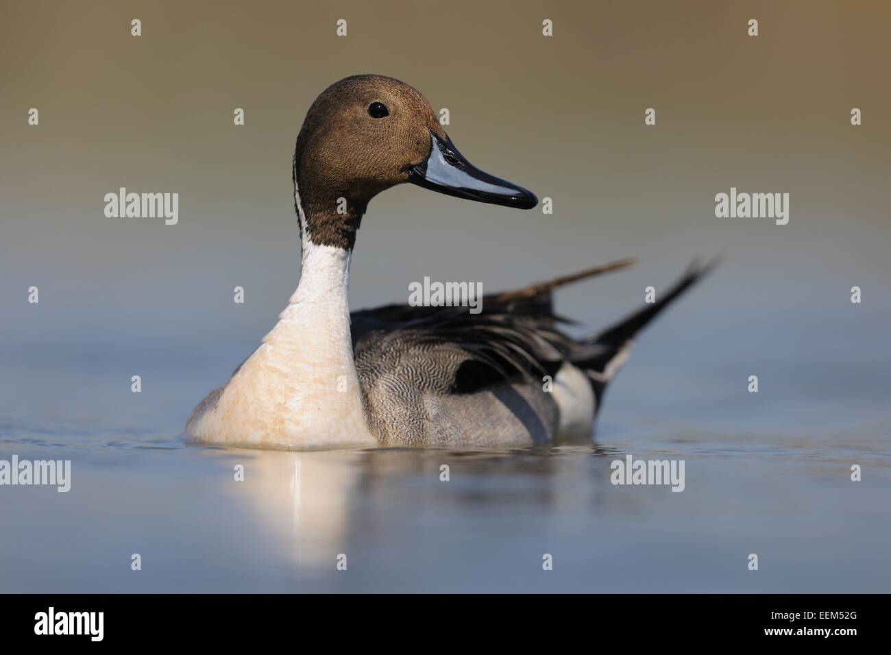 Pintail oder nördliche Pintail (Anas Acuta), Drake in der Zucht Gefieder, Nationalpark Kiskunság, südöstliche Ungarn, Ungarn Stockfoto