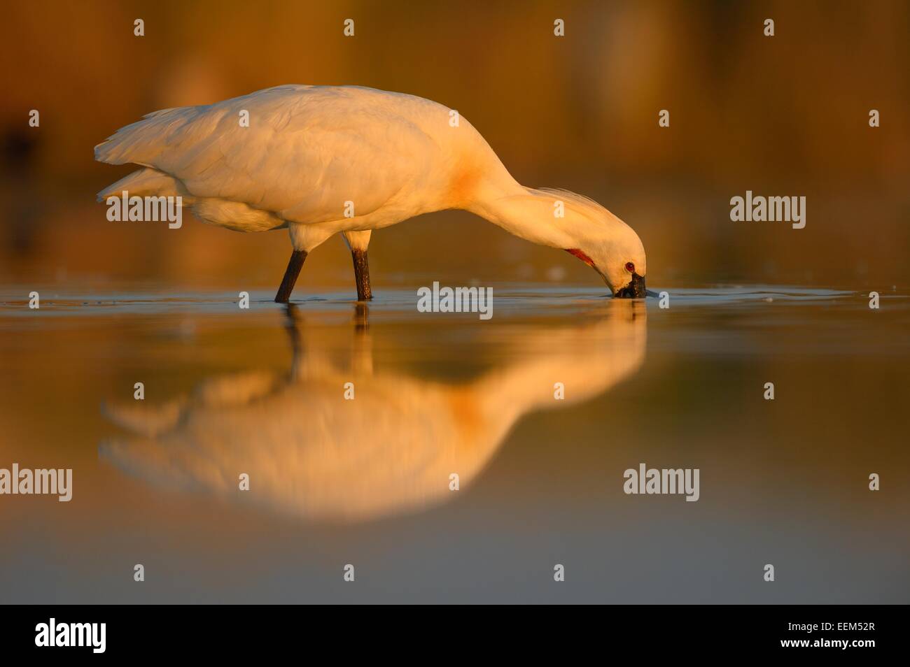 Eurasische Löffler oder gemeinsame Löffler (Platalea Leucorodia) auf Nahrungssuche im Morgenlicht mit Reflexion Stockfoto