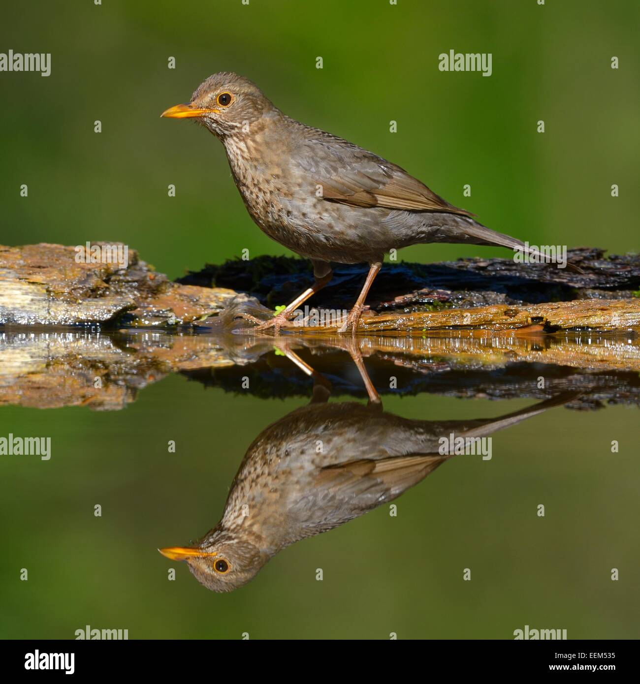 Amsel (Turdus Merula), weibliche an das Vogelbad mit Reflexion, Nationalpark Kiskunság, Ungarn Stockfoto