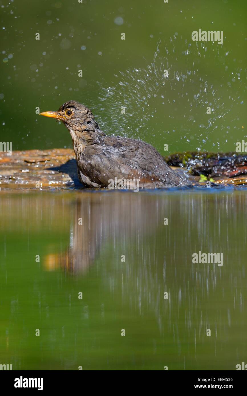 Amsel (Turdus Merula), Weiblich, Baden, Nationalpark Kiskunság, Ungarn Stockfoto