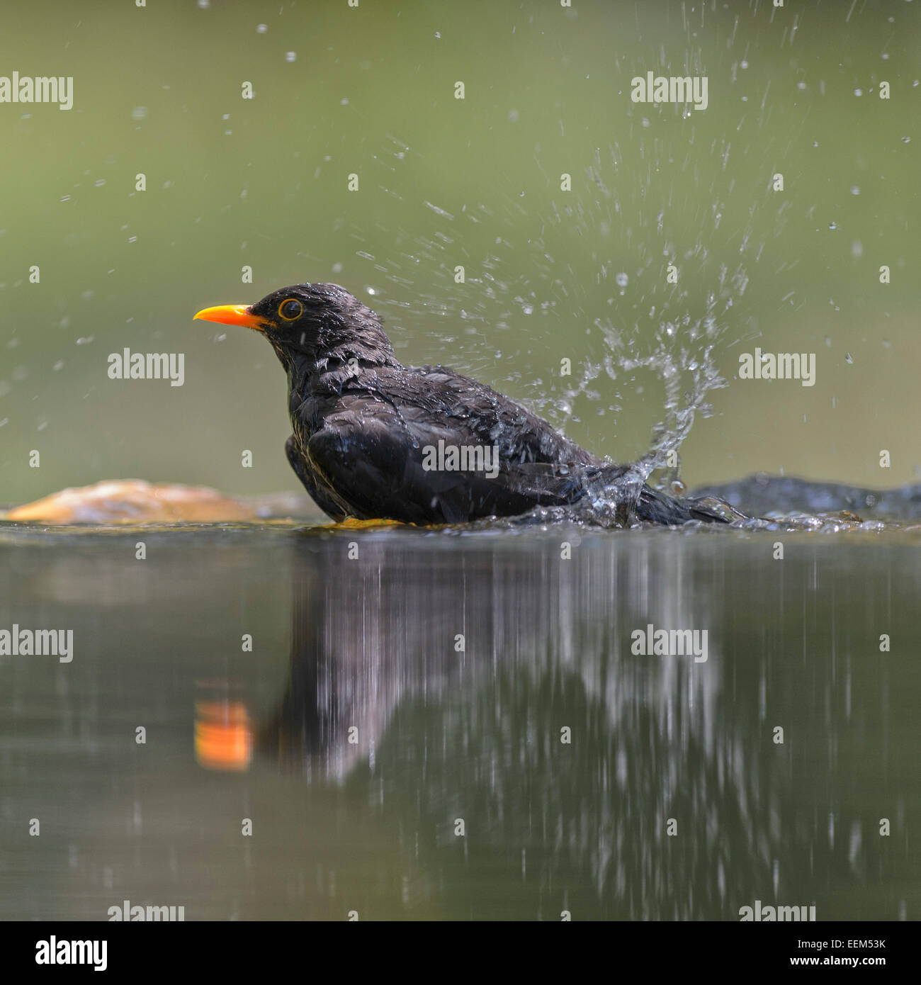 Amsel (Turdus Merula), Männlich, Baden, Nationalpark Kiskunság, Ungarn Stockfoto