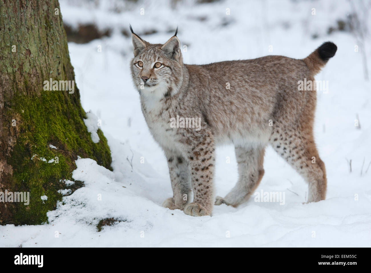 Eurasischer Luchs (Lynx Lynx), jung, stehen im Schnee, Gefangenschaft, Bayern, Deutschland Stockfoto
