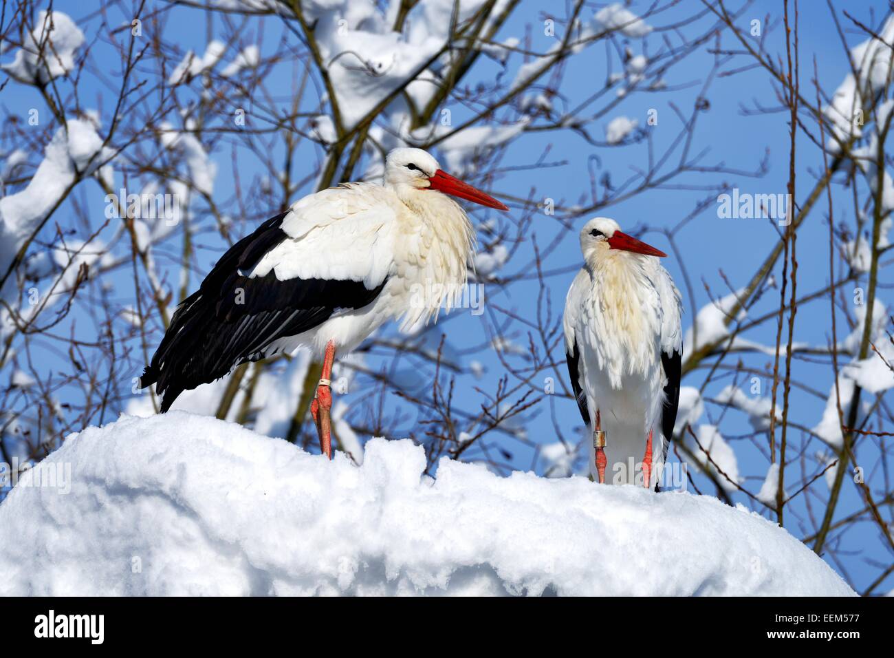 Weißstörche (Ciconia ciconia), ein paar stehen auf verschneiten Nest, Schweiz Stockfoto