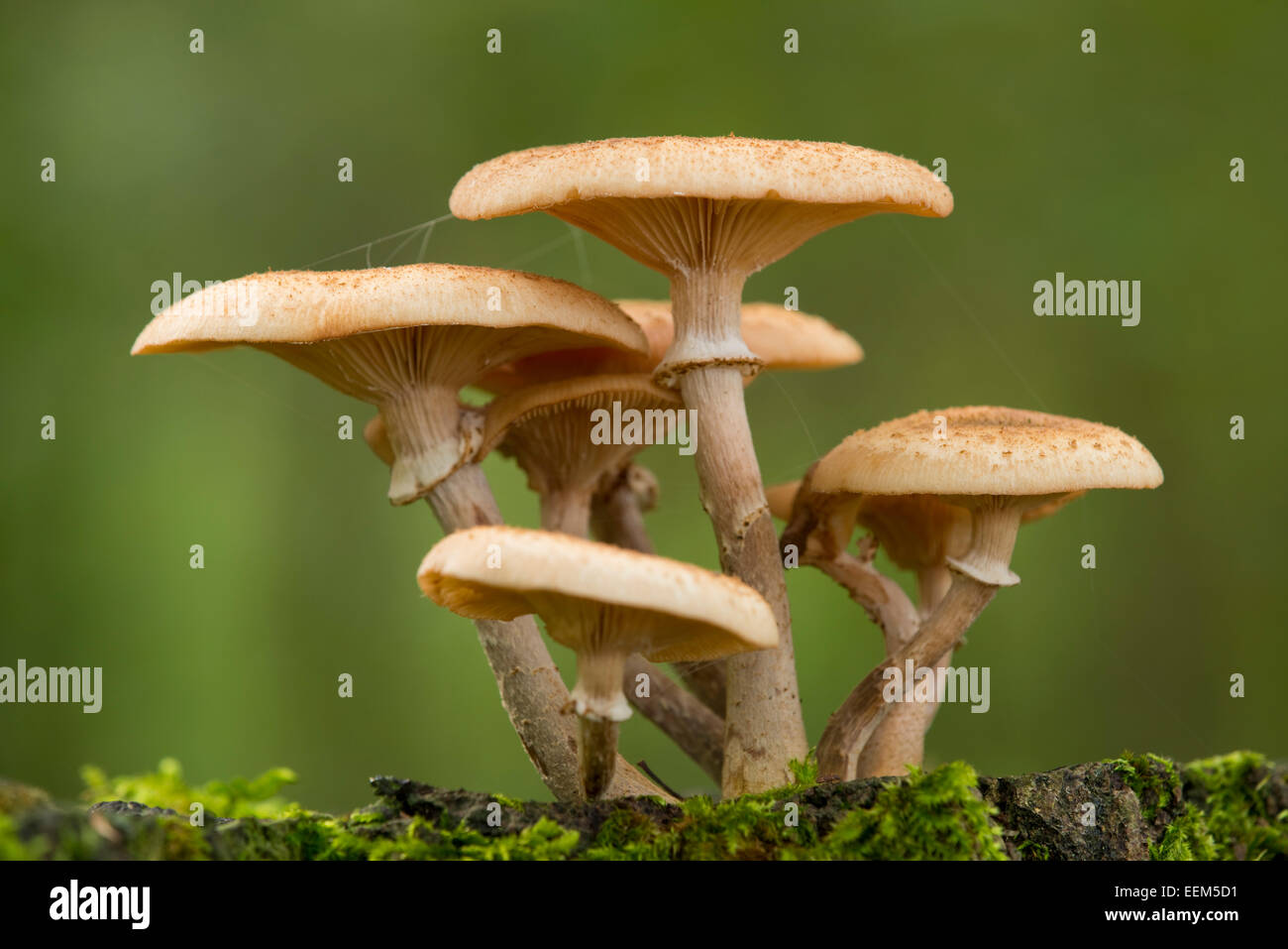 Dunkler Honig Pilz (Armillaria ostoyae), Niedersachsen, Deutschland Stockfoto